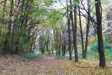 Güz ormanı manzarası ve güzel ağaçları var. 