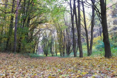 Güz ormanı manzarası ve güzel ağaçları var. 