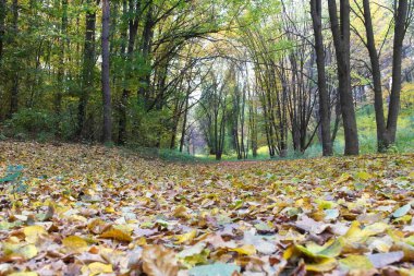Güz ormanı manzarası ve güzel ağaçları var. 