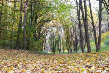 Güz ormanı manzarası güzel ağaçlar boyunca uzanan patika 