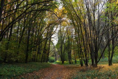 sonbahar ağaçlarıyla resmedilmiş manzara