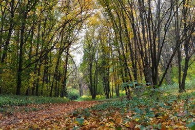 Güz ormanı manzarası güzel ağaçlar boyunca uzanan patika 
