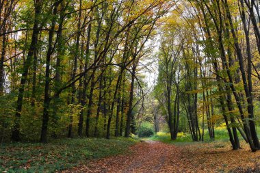 Güz ormanı manzarası güzel ağaçlar boyunca uzanan patika 