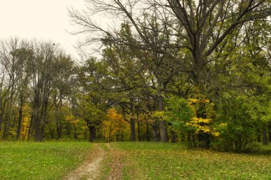 Güz ormanı manzarası ve güzel ağaçları var. 