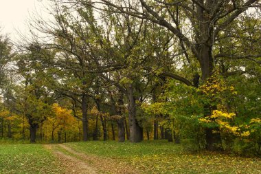 Güz ormanı manzarası ve güzel ağaçları var. 