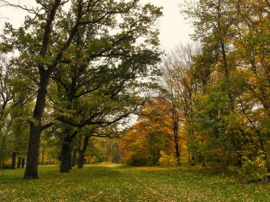 Güz ormanı manzarası ve güzel ağaçları var. 