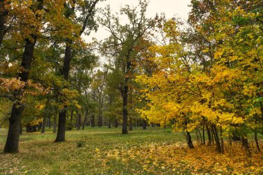 sonbahar ağaçlarıyla resmedilmiş manzara