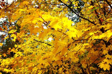 ormanda sarı sonbahar yaprakları