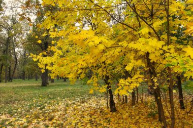 Güz ormanı manzarası ve güzel ağaçları var. 