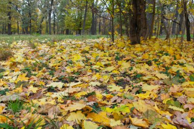 Parkta düşen sonbahar yaprakları