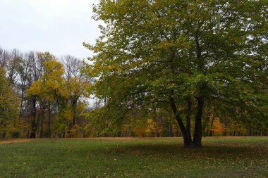 Güz ormanı manzarası ve güzel ağaçları var. 
