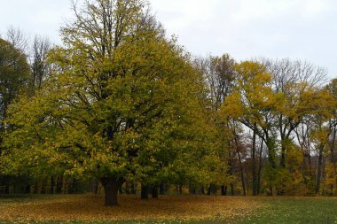 sonbahar ağaçlarıyla resmedilmiş manzara