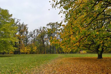 sonbahar ağaçlarıyla resmedilmiş manzara
