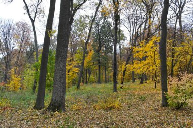 Güz ormanı manzarası ve güzel ağaçları var. 