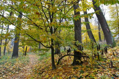Güz ormanı manzarası ve güzel ağaçları var. 
