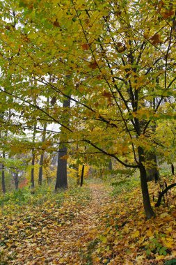 sonbahar ağaçlarıyla resmedilmiş manzara