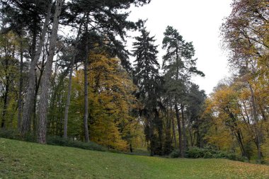sonbahar ağaçlarıyla resmedilmiş manzara