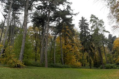 Ormanın güzel manzarası
