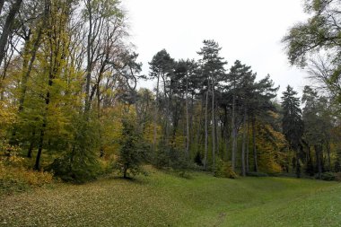 Sonbahar ormanlarının güzel manzarası 