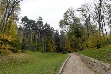 Güzel sonbahar ormanı manzarası
