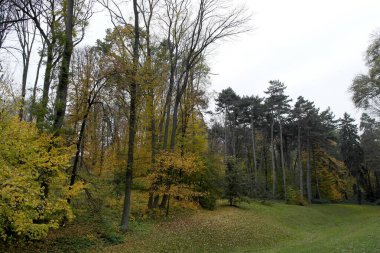 Sonbahar ormanlarının güzel manzarası 