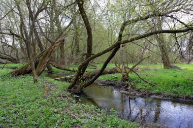 Güzel bahar manzara nehir ile 