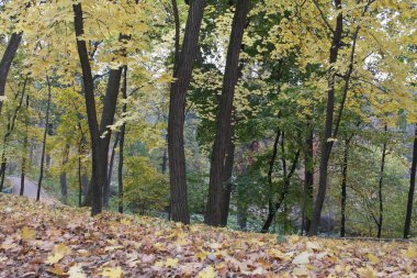 Güz ormanı manzarası ve güzel ağaçları var. 