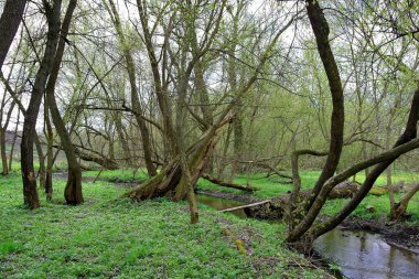 Nehir ve ağacı olan güzel bir manzara.