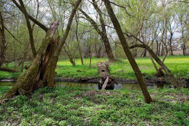 Parkın güzel manzarası