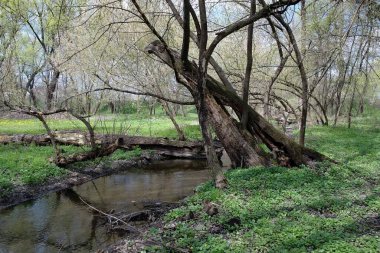 Parktaki nehrin güzel manzarası
