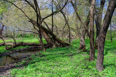 Doğanın güzel manzarası