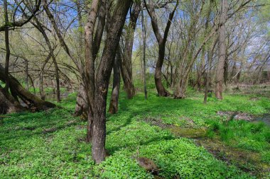 Ağaçları ve yeşil otları olan güzel bir manzara.