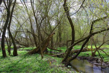 Ormanın güzel manzarası