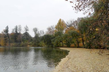 Güz ormanı manzarası güzel ağaçlar ve nehirlerle