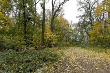 Güzel sonbahar ormanı manzarası
