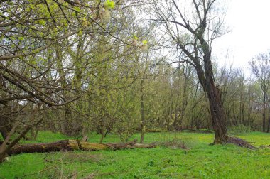 Parkın güzel manzarası