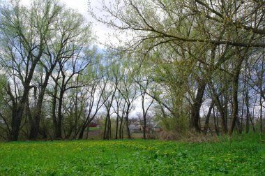 Ağaçları ve yeşil otları olan güzel bir manzara.
