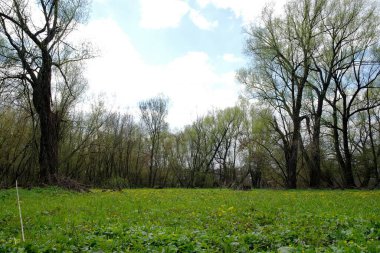 Ağacı ve küçük bir nehri olan güzel bir manzara.
