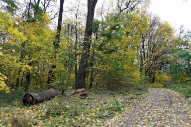 Ormanda büyük bir ağacı olan güzel bir manzara.
