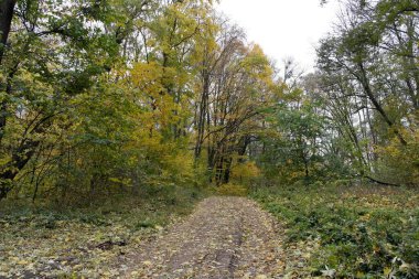 Güzel sonbahar ormanı manzarası