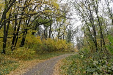 Sonbahar ormanlarının güzel manzarası 