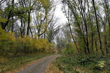 Güzel sonbahar ormanı manzarası