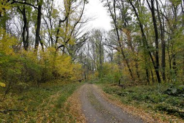 Güzel sonbahar ormanı manzarası