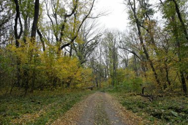 Sonbahar ormanlarının güzel manzarası 