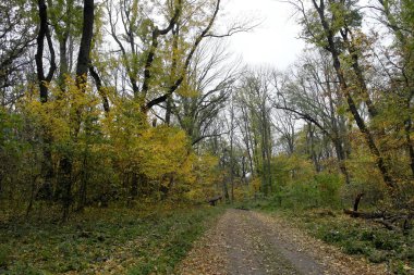 Güzel sonbahar ormanı manzarası