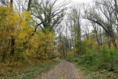 Güzel sonbahar ormanı manzarası