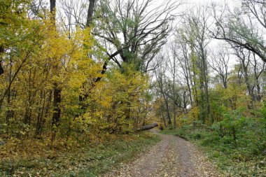 Güzel sonbahar ormanı manzarası