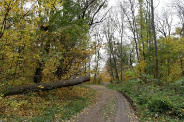 Güzel sonbahar ormanı manzarası
