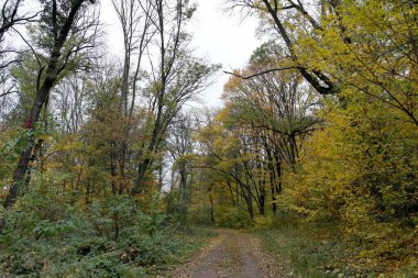 Sonbahar ormanlarının güzel manzarası 