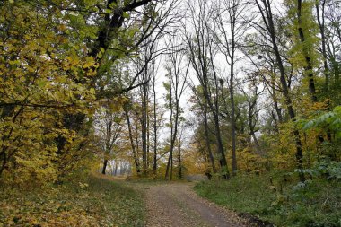 Güz ormanı manzarası güzel ağaçlar boyunca uzanan patika 